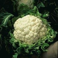 Spring Cauliflower Seeds /'Walcheren Winter Pilgrim/' Brassica oleracea Winter Hardy Annual Creamy White Curds Easy to Grow Your Own Vegetables 1x Packet (Approx. 50 Seeds) by Thompson and Morgan