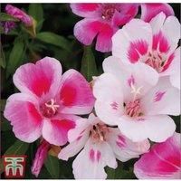 Clarkia /'Little Frills Mix/' Godetia Amoena grandiflora Eucharidium Satin Flower Hardy Annual Easy to Grow Your Own Garden Flower Plants 1x Pack Seed (Approx. 400 Seeds) by Thompson and Morgan