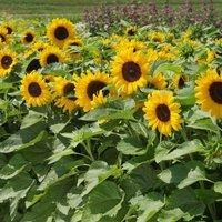 Sunflower Helianthus annuus Seeds /'Little Dorrit/' F1 Hybrid Hardy Annual Yellow Blooms Easy to Grow Your Own Garden Flowers 1x Packet (Approx. 20 Seeds) by Thompson and Morgan