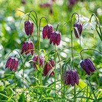 Snake/'s Head Fritillary Mixed Fritillaria Meleagris Purple Blooms RHS AGM Hardy Easy to Grow Your Own Garden Native Wildflowers 1x Packet (Approx. 25 Seeds) by Thompson and Morgan