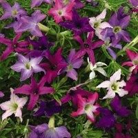 Thompson & Morgan Petunia Spark-lers 1 Packet (30 Seeds), Purple