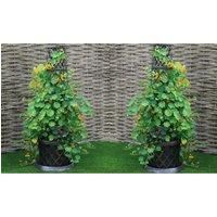 Thompson & Morgan Thompson and Morgan Tower Pot Collection - 1 pack