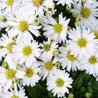 Thompson & Morgan Aster Snow Cushion 1 Litre Potted Plant x 1