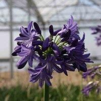Thompson & Morgan Agapanthus Northern Star 3 Litre Potted Plant x 1