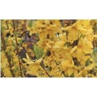 Thompson & Morgan Thompson and Morgan Eucalyptus gunnii 'Azura' 9cm pot - 1 plant