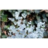 Thompson & Morgan Thompson and Morgan Eucalyptus gunnii 'Azura' 9cm pot - 2 plant