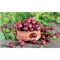 Gooseberry Giggles Red Garden Plant Hardy Perennial Garden Plants Easy to Grow Your Own 1x 9cm Potted Plant by Thompson and Morgan
