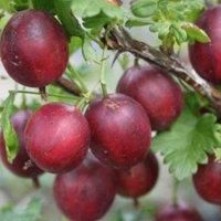 Thompson & MorganGooseberry (ribes Uva-crispa) Giggles Red 9Cm Potted Plantted Plant X 2