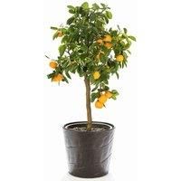 Scented Evergreen Orange Tree Citrus Fruit Houseplant Grow Your Own, Patio Plant for Home, Office & Conservatory 9cm Pot x2 by Thompson & Morgan (2)