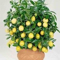 Indoor Home Grown Lemon Tree Plant Citrus Houseplant Grow Your Own Fruit, Patio Plants for Home, Office & Conservatory in 9cm Pot x2 by Thompson & Morgan (2)