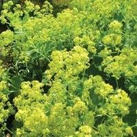 Thompson & Morgan Alchemilla Mollis 1 Litre Potted Plant x 2