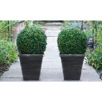 Thompson & Morgan Thompson and Morgan Buxus Sempervivum Ball (Diameter 28-30cm) 23cm Pot x 1 plant