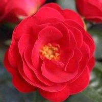 Thompson & Morgan Rose (Patio Shrub) Lots of Kisses 3 Litre Potted Plant x 1