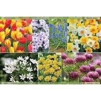 200 Spring Flowering Bulb Collection - 7 Varieties!
