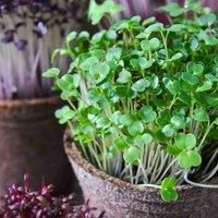 Microgreens Broccoli Green Grow All Year Round 1 Packet (300 Seeds) by Thompson and Morgan