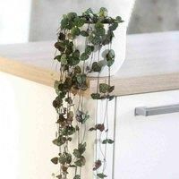 Thompson & Morgan String of Hearts Ceropegia Woodii£8cm Pot x 1, Green