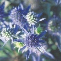 Thompson & Morgan 3 x Eryngium planum 'Blue Hobbit' 9cm, Green