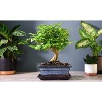 Bonsai Tree In Ceramic Plant Pot - 2 Varieties And Sizes!
