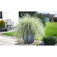 Lomandra White Sands Hardy Evergreen Perennial 9cm Pot x 1 by Thompson & Morgan (1)