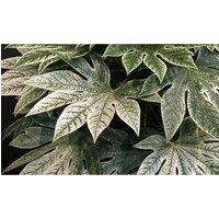 Thompson & Morgan Thompson and Morgan Fatsia japonica 'Spiders Web' 9CM POT - 1 PLANT