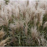 Thompson & Morgan Miscanthus (Grass) sinensis Cute One£12cm Potted Plant x 1