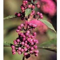 Thompson & Morgan Callicarpa Bodinieri Profusion 9cm Potted Plant x 1