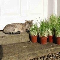 Thompson & Morgan Cat Grass Tabby (hordeum Vulgarie Varigated) 1 Seed Packet (100 Seeds), Green