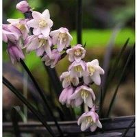 Thompson & Morgan Grass Ophiopogon Planiscapus Nigrescens 9cm Potted Plant x 1