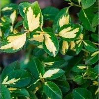 Thompson & Morgan Euonymus Blonde Beauty 9cm Potted Plant x 1