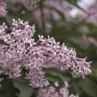 Thompson & Morgan Thompson and Morgan Lilac Duo Collection - 1 of each plant