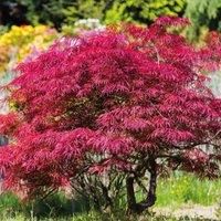 Thompson & Morgan Thompson and Morgan Acer palmatum 'Atropurpureum' 7cm pot - 1 plant