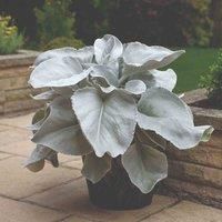 Thompson & Morgan Thompson and Morgan Senecio Angel Wings 9cm Pot x 1