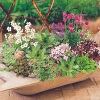 Alpine Perennial Mixed Collection Low Maintenance Plants with Bright Colours and Unique Flowers, 3 x Alpine Perennial Mixed Lucky Dip Containing 6 Plants in 9cm Pots by Thompson and Morgan (3)