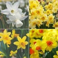 Thompson & Morgan Thompson and Morgan Narcissus (Daffodil) Dwarf Collection 60 Bulbs