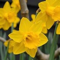 Thompson & Morgan 100 x Daffodil (narcissus) Golden King Alfred Bulbs