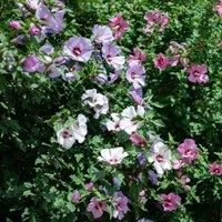 Hibiscus Tricolour 21cm Potted Plant Three Colours in One Pot Hardy Shrub Flowering Garden Plants by Thompson & Morgan
