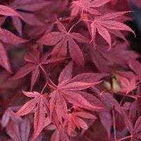 Thompson & Morgan Acer Palmatum Atropurpureum 7cm Potted Plants x 2 + Planter Sabina Dark Grey (Antraciet) 32cm Potted Plants x 2, Red