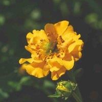 Thompson & Morgan 1 x Geum Lady Stratheden 9cm Pot