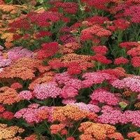 Thompson & Morgan Achillea Summer Berries 9cm Potted Plant x 1