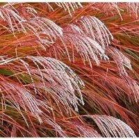 Thompson & Morgan Miscanthus (Grass) Indian Summer 9cm Pot x 2££££££