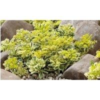 Sedum Takesimense /'Atlantis/' Plants Hardy Perennial Yellow Blooms Drought Tolerant RHS Chelsea Plant of The Year 2019 Easy to Grow Your Own Garden Flowers 9cm Potted Plants by Thompson & Morgan (1)