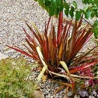 Thompson & Morgan Phormium Rainbow Queen 9cm Potted Plant x 1