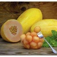 Melon Mangomel Garden Plant Half-Hardy Annual Fruit Garden Plants Easy to Grow Your Own 1x Seed Packet by Thompson and Morgan.