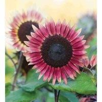 Helianthus Annus Sunflower Mr Mars Garden Plant Hardy Annual Flowering Garden Plants Easy to Grow Your Own 1x Seed Packet by Thompson and Morgan.