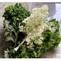 Kale Frost Byte Garden Plant Hardy Annual Vegetable Garden Plants Easy to Grow Your Own 1x Seed Packet by Thompson and Morgan.
