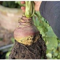 Swede Gowrie Garden Plant Hardy Annual Vegetable Garden Plants Easy to Grow Your Own 1x Seed Packet by Thompson and Morgan.