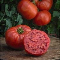 Tomato Burlesque Garden Plant Half Hardy Annual Flowering Garden Plants Fruit Easy to Grow Your Own 1x Seed Packet by Thompson and Morgan.