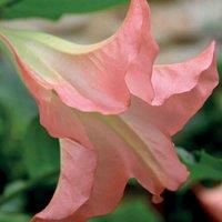 Thompson & Morgan Thompson and Morgan Brugmansia (Datura) Single Pink 9cm Pot x 1