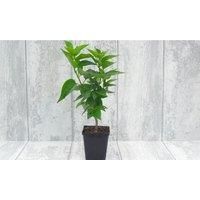 Thompson & Morgan Thompson and Morgan Brugmansia (Datura) Single Red/Orange 9cm Pot x 1