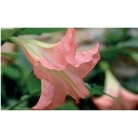 Thompson & Morgan Thompson and Morgan Brugmansia (Datura) Single White 9cm Pot x 1